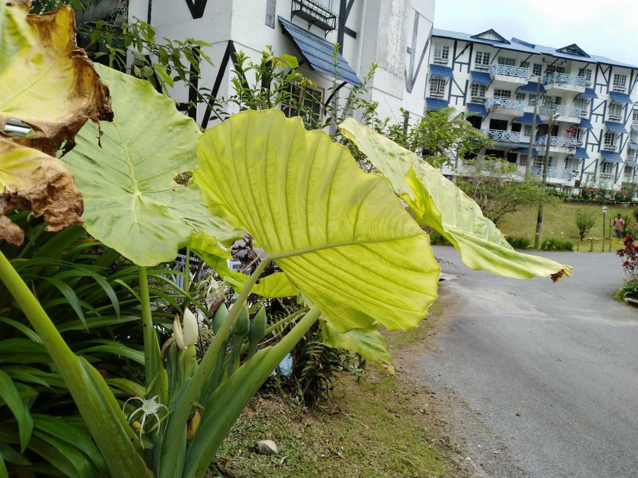 Desa Anthurium Apartment คาเมรอนไฮแลนด์ ภายนอก รูปภาพ